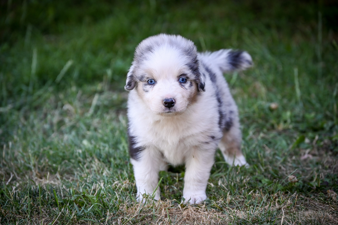 Domaine des Perles de la Riviera - Chiots disponibles - Berger Australien