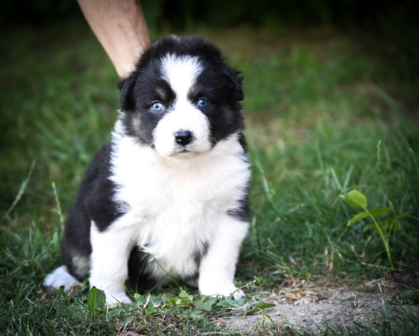 Domaine des Perles de la Riviera - Chiots disponibles - Berger Australien
