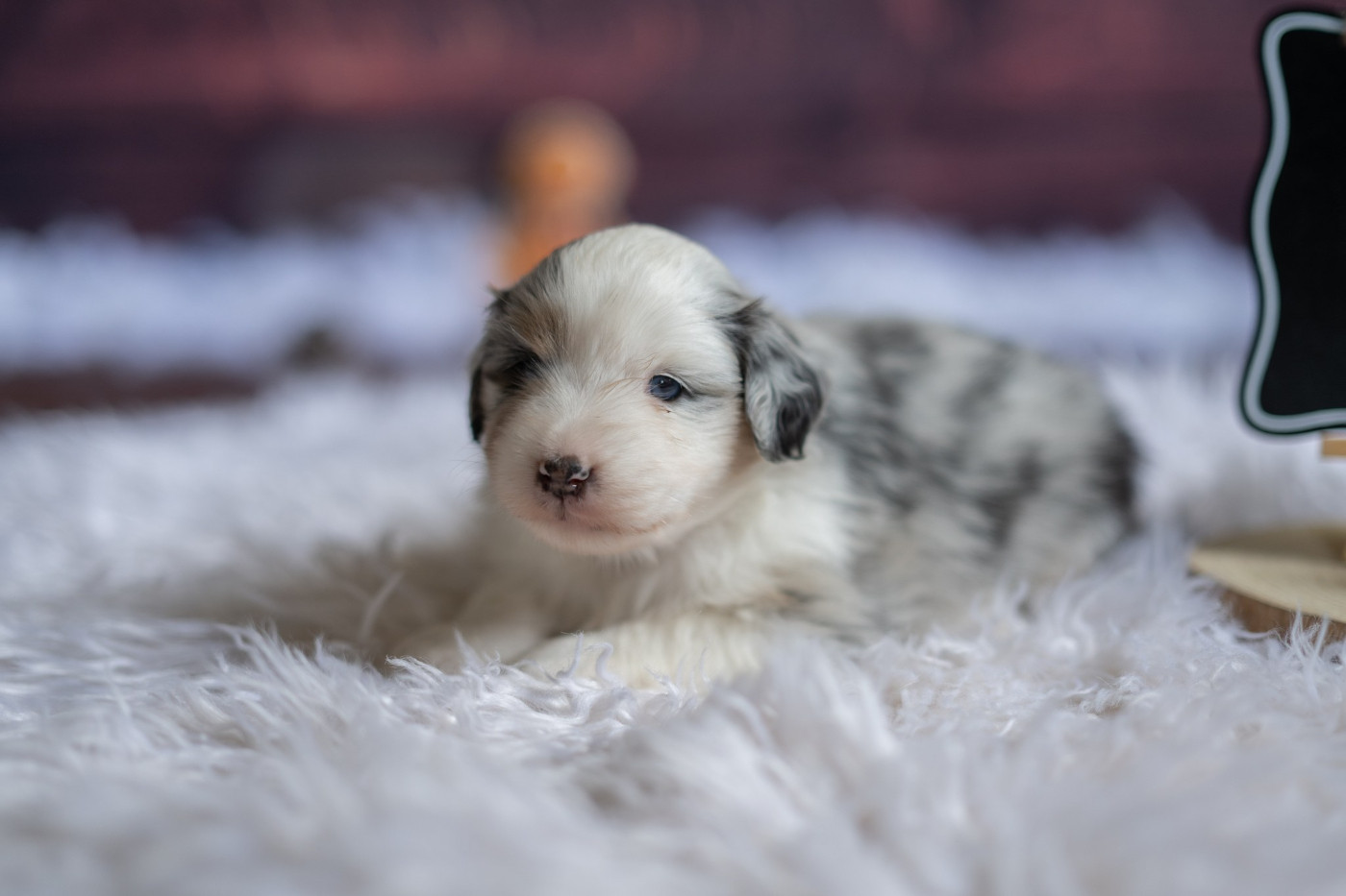 Domaine des Perles de la Riviera - Chiots disponibles - Berger Américain Miniature 