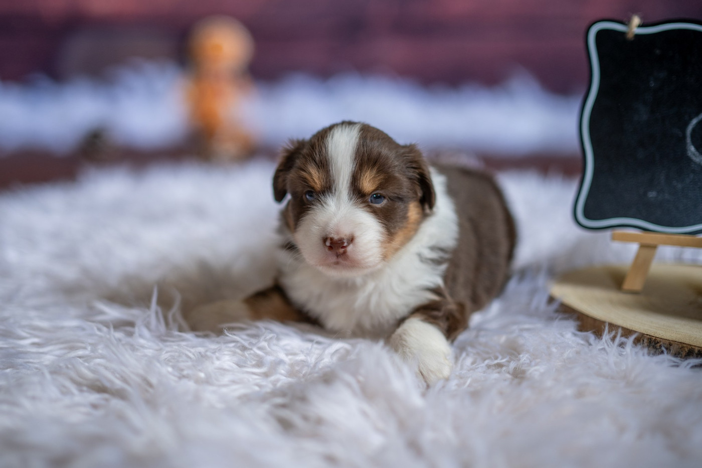 Domaine des Perles de la Riviera - Chiots disponibles - Berger Américain Miniature 