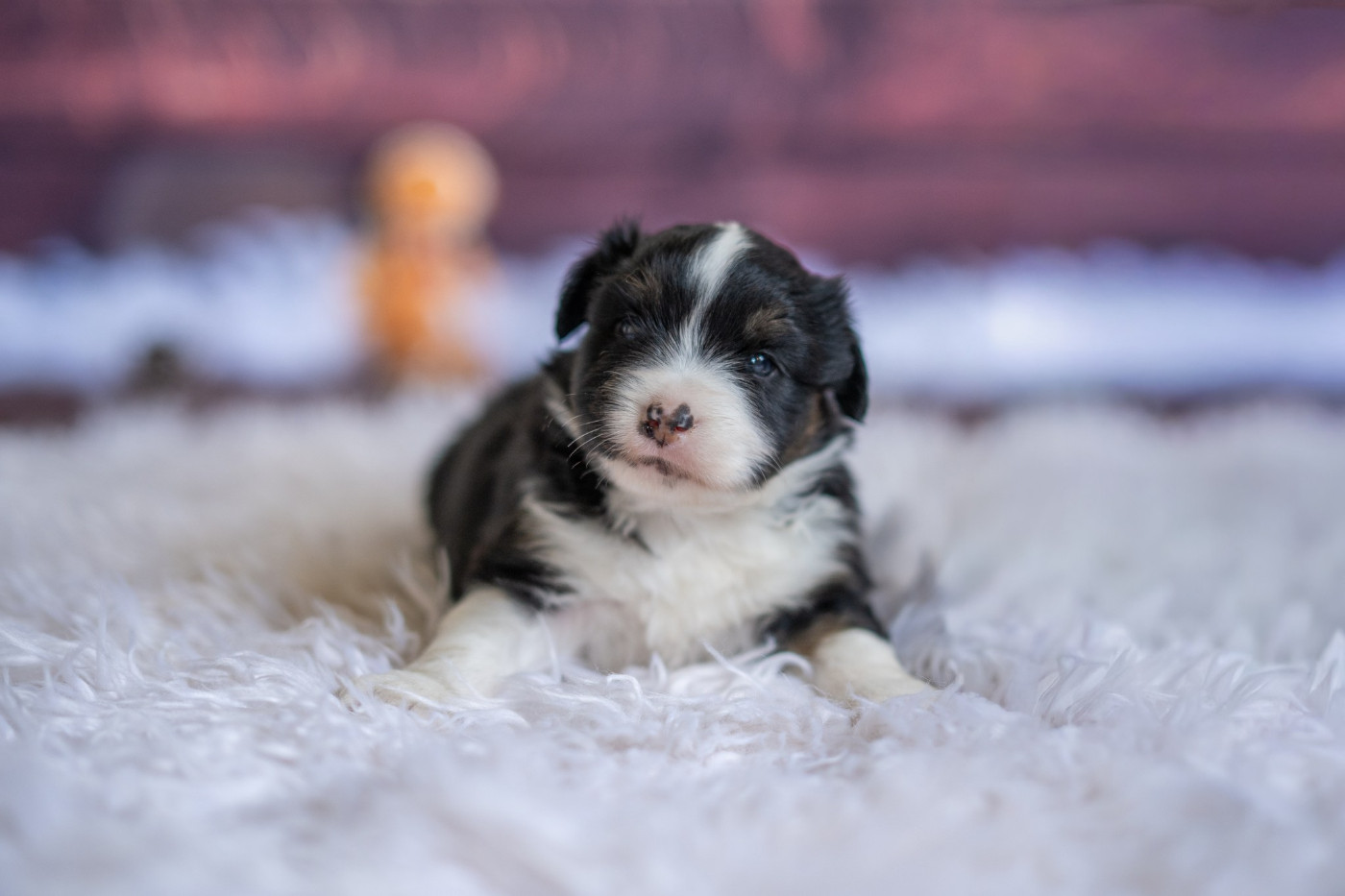 Domaine des Perles de la Riviera - Chiots disponibles - Berger Américain Miniature 