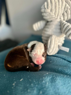 A..............................