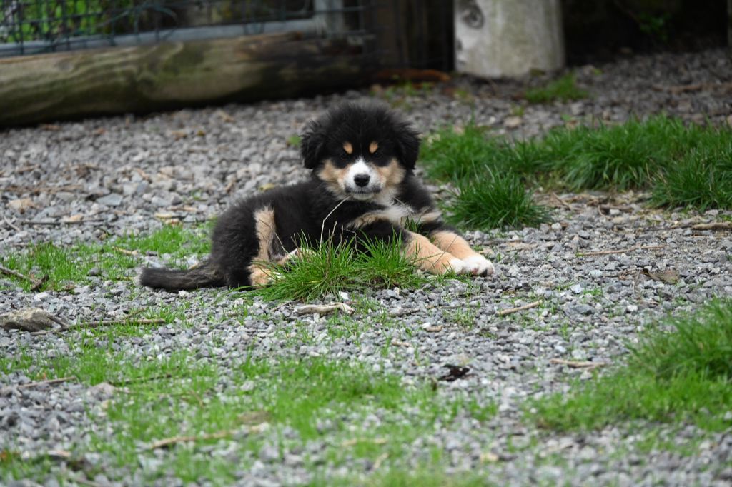 Domaine des Perles de la Riviera - Chiots disponibles - Berger Américain Miniature 